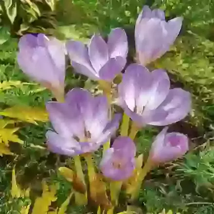 Giant